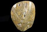 Free-Standing Polished Fossil Coral (Actinocyathus) Display #69359-1